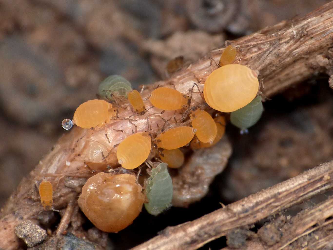 Afidi allevati da formiche Camponotus aethiops (Forda sp.?)